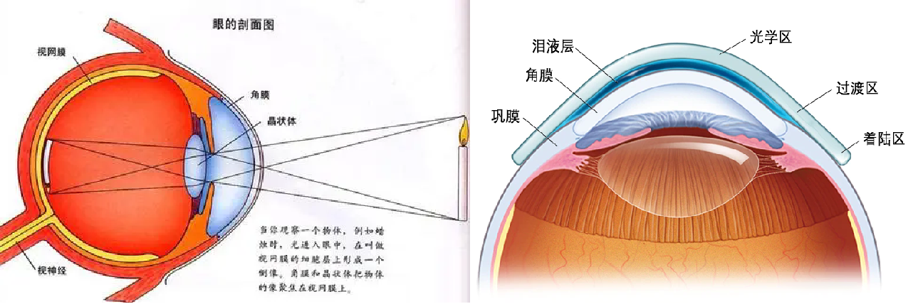 成像圖+光學(xué)區(qū)圖.png